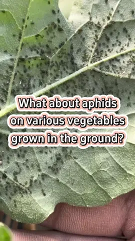#planting #farming #farmer #plant #garden #agriculture #gardening #gardeningtips #farmlife #gardening101 #farmingtiktok #planttips #vegetables #planttiktok #plantingseason #agricultura #gardeninghacks #gardentips #grow #growth #growing #aphids 