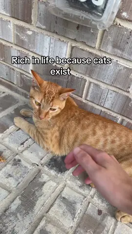 I love kitty cats 🥹 #fypシ #catsoftiktok 
