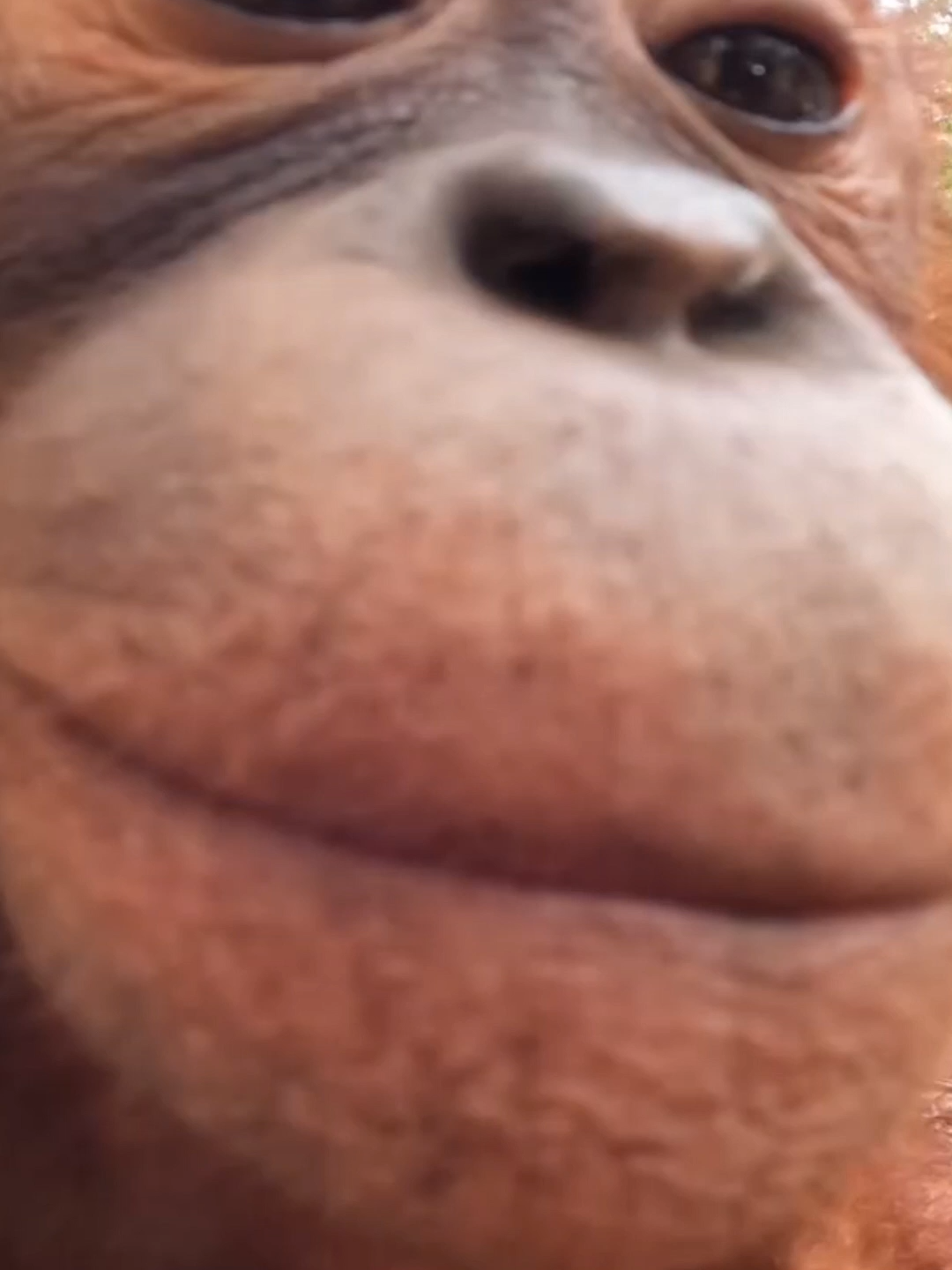 One of our playful orangutans 🦧 leaned in and gave the camera a big kiss 💋 These fun moments show just how curious and full of personality they are. At BOS Germany, we rescue orangutans, guide them through forest school, and help them return to the wild where they belong. Want to help more orangutans swing back to freedom? Donate now. Link in bio. #Orangutan #BOSGermany #Wildlife #Rainforest #Protect #Nature #Hope