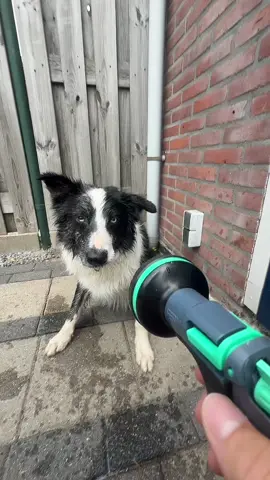 He loves playing with water so much 🤩💦🔫 #trend #fy #letsgoviral #viral #dogsoftiktokviral #dogtok #bordercollie #fypageシ #foryoupage❤️❤️ #funnyvideos😂 #dog #fyp 