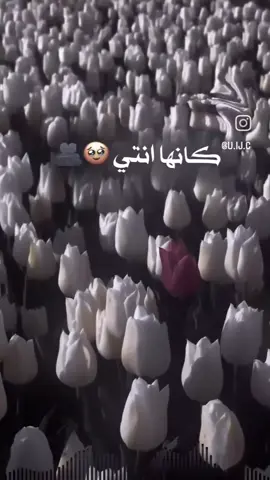 #تصميمي #تصميم_فيديوهات🎶🎤 #صعدو_الفيديو #ڪڪسبلور_للايڪ_متابعه #العراق_السعوديه_الاردن_الخليج 