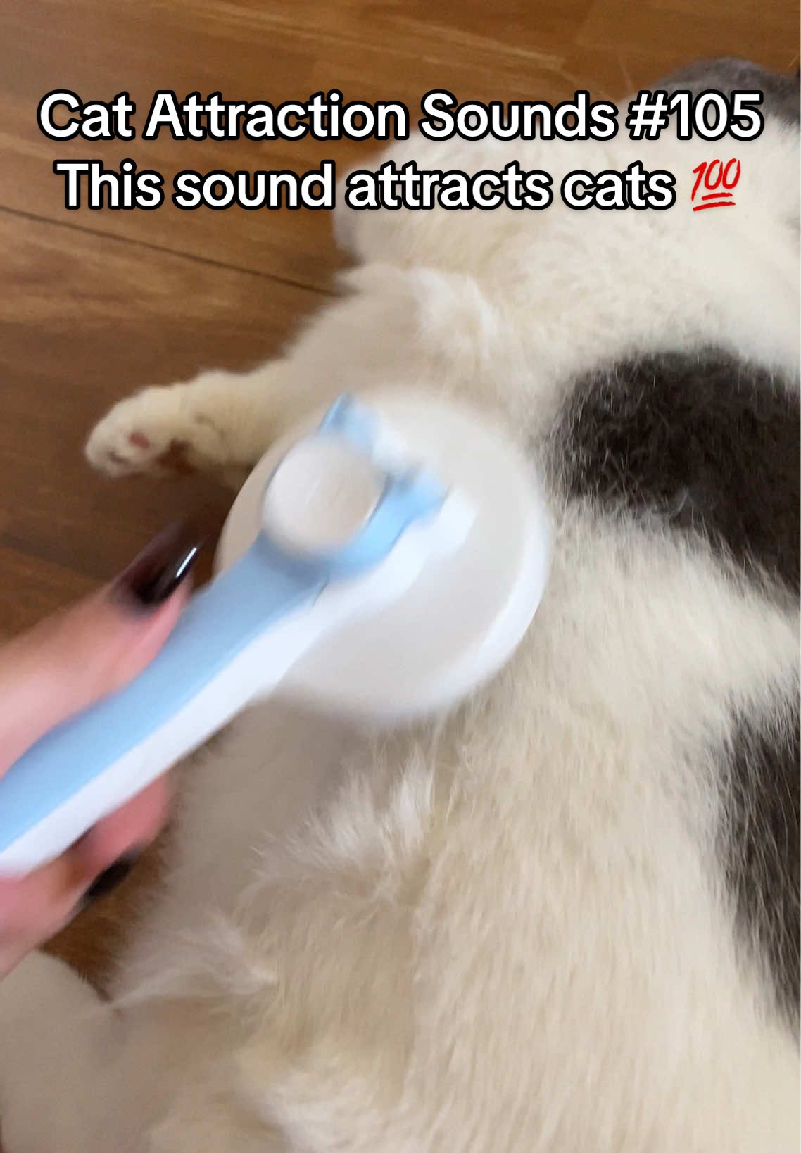 Play this sound to attract your cat 🐱🎶 #fyp#catsoftiktok#catsounds#catsong#meow#catnoises#catcalling#catreaction#kitty#creatosearchinsights#meowmagnet66