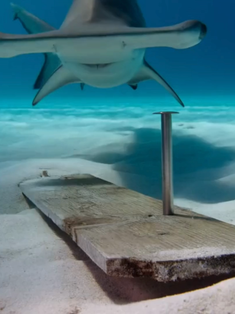 Exclusive : The first video of a real hammerhead shark in the sea #funny#animal