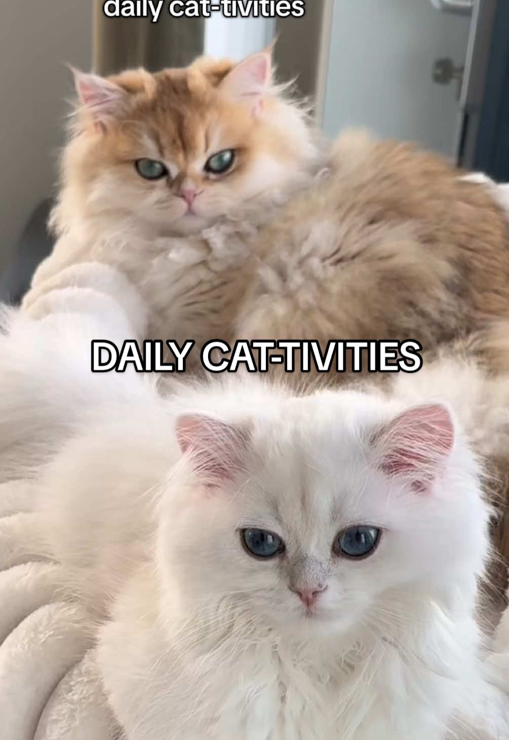 Day in the life of Biccy & Blueb 🍪🫐 #fyp #foryou #foryoupage #cat #kitten #cattok #kittentok #catsoftiktok #kittensoftiktok #catlover #catmom #catoftheday #cattraining #kittenlove #pet #PetsOfTikTok #pettok #ditl #dayinthelife #Vlog 