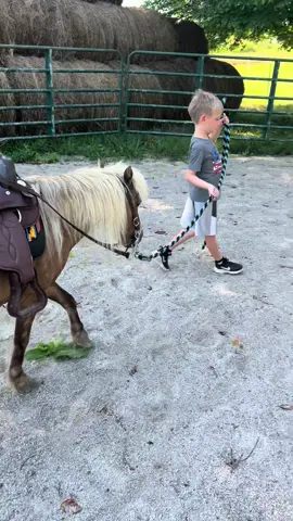 Thomas Reid really showed up today and helped me work all three ponies in this hot July 4th weather. He did so good. #fourthofjuly #farm #horses 