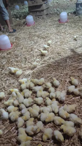 #جولة_رسمية #58 #58wilaya #جولة_رسمية #جولة_كريم_الرسمية #48 #58ولايةتحياتنا_اتهلاو_ليزوم💜🙈 #58wilaya #58ولايةتحياتنا_اتهلاو_ليزوم 