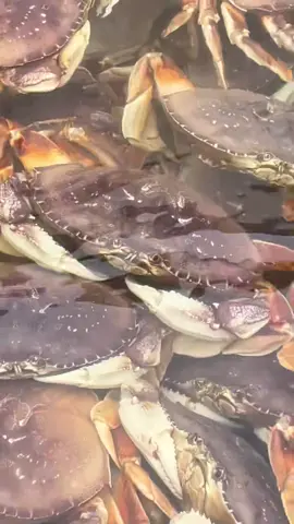I love Dungeness crab! 🦀 This is a clip from Chelsea Rose Seafood in Newport, Oregon. They don’t always have live crab, so call ahead or look on their website for availability 541-961-5683. Chelsea Rose has several delivery spots every Friday throughout the Willamette Valley during the Albacore Tuna season (July-October). Philomath/Corvallis – 9:30am – Safeway at 53rd and Philomath Blvd   I-5 & Hwy 34 – 10:30am- Park & Ride Parking lot Exit 228  Springfield/Eugene – 11:30am – Duluth Trading Company & Michaels Craft Parking Lot (deliveries will be every other Friday) Salem – Noon or 1pm – Fred Meyer on Market St  (time of delivery alternates every other Friday) Wilsonville – 1pm or 2:30pm – 30299 SW Boones Ferry Rd  (time of delivery alternates every other Friday) Call to pre-orders fresh whole Albacore Tuna, Chinook Salmon & other fresh seasonal fish.  #seafood #oregonseafood #crab #salmon #fish #oregoncoast #newport #oeegon #dungenesscrab