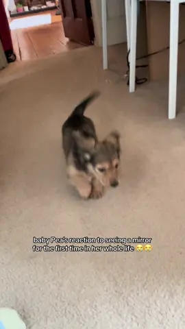 she was such a brave little girl 😭 I can’t believe it’s already been 4 years - also I was weird about her barking because I lived in a flat at the time and didn’t want to annoy the neighbours! #fyp #dogsoftiktok #dachshund #pea #verticaldog #funny #puppy 