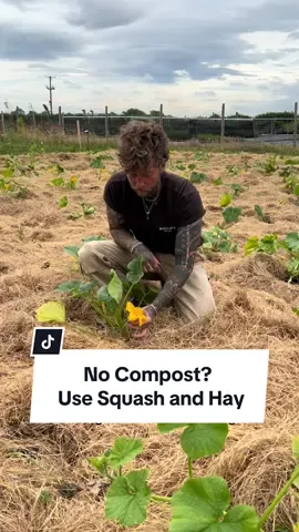 No Compost? Use Squash and Hay Instead 🌱 If you don’t have a lot of compost, squash and hay can be a really good alternative and can quickly turn a weedy patch into a productive space. 😊👍🌱 Even though my preferred way of starting a no dig garden is mulching with compost for the growing beds and woodchip in the pathways, It can be quite expensive and as this patch of ground is basically a bed of thistles and bindweed, Id need a really think layer of mulch to suppress them. 🌱👀😬 Hay is relatively inexpensive so I can add a much thicker layer and can then plant squash within it to add even more ground cover and produce a nice crop of squash in the process! 🎃👍 To start we just cut everything back and began to break apart the hay bales to cover the ground evenly with a depth of roughly 8-10 inches.  Then it was time to plant the squash, to plant I simply make a hole in the hay down to the surface of the soil, pop in the squash plant, fill the remaining space with compost and firm it down to help the squash plant establish before it roots into both the ground below and into the hay once it starts to break down. 🌱 Lastly, I water it in really well and cover the root zone with hay to help with water retention. 💦 But if you do decide to try this, just ensure you source hay that hasn’t been treated with anything nefarious such as herbicides, and you will inevitably get some seed in your hay, but it’s much easier to deal with than perennial weeds.  I’ll harvest my crop of squash in late summer into early autumn and next season once this hay and squash plants have broken down, I can make new growing beds straight on top of them. 😊 #vegetablegarden #gardenproject #gardeningtips #growyourownfood #organicgardening 