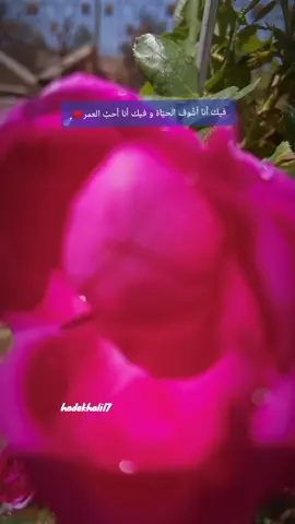 مساكم ورد 🌹#تصويري #مجرد________ذووووووق🎶🎵💞 