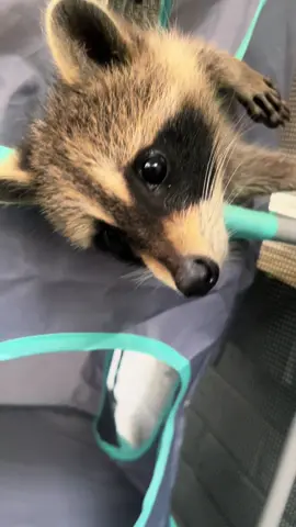 Just hanging around 🐾 #sleepy #babyraccoon #rescueanimals #southcarolina #raccoon #fyp #foryoupage #Love #rescueanimal #babyraccoons #animals #first #brothers #funny #f #cute 