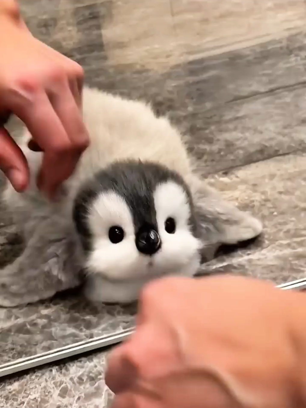 cutie Penguin 😍 #penguin #animals #adorable #fluffy #cute 