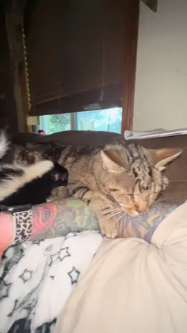 Mind you, this is Houdinis 🦨 first time meeting ANY cat 🐈 😂😂 #skunk #skunksoftiktok #baby #houdini #pets #Love #wild #wyoming #foryou #viral #fyp #trending 
