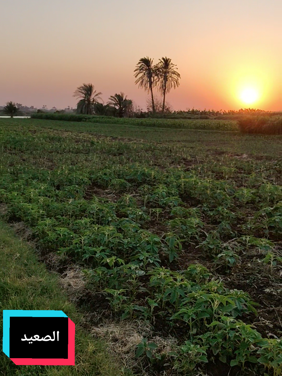 #حرام_احنا_الكتبنه_التاريخ🦅❤️‍🔥 #حالات_وتس #capcat #العمدة #الصعيد #الصعيد_يا_دولة 