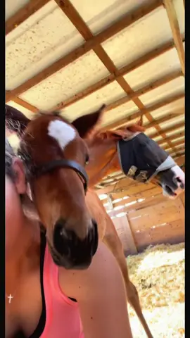 Baby Bu is not so baby anymore🥹 #horse #horses #equestrian #horsegirl 