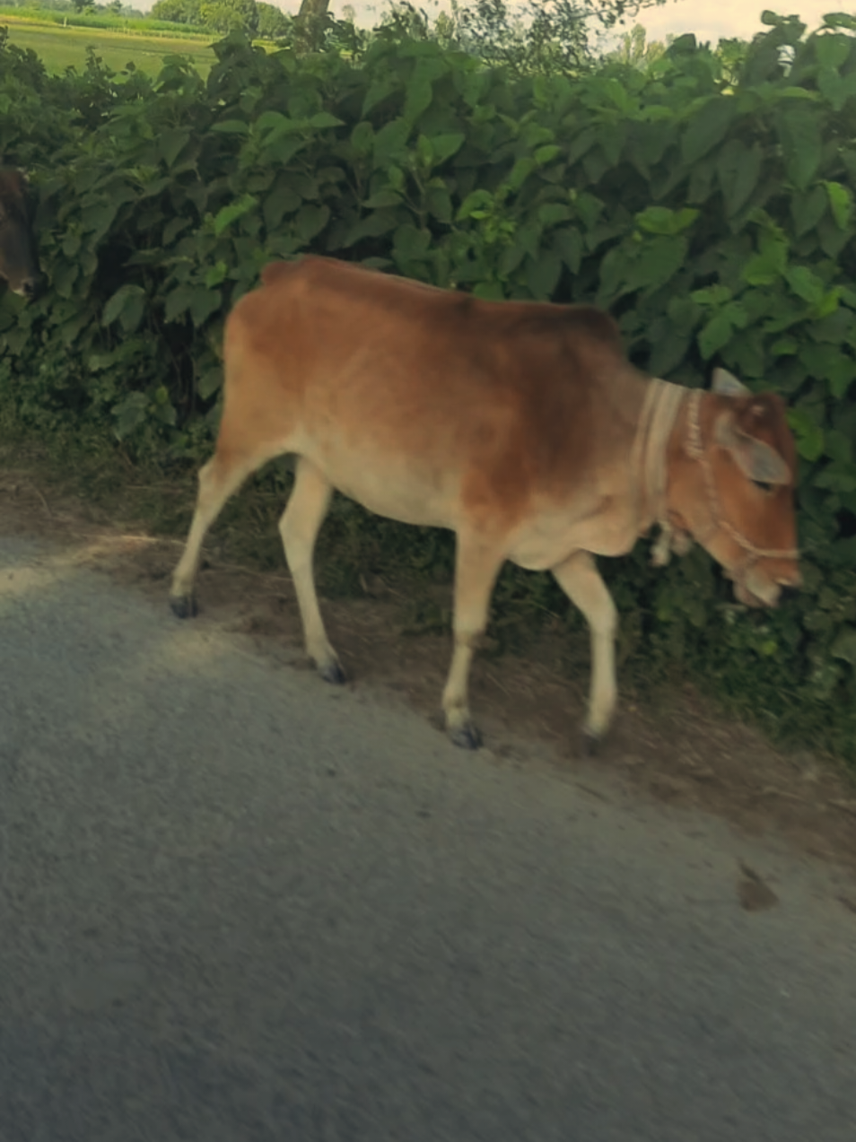 শান্তি শুধু গ্রামে 🌿🥀 #foryou #viralvideo #nuture #unfrezzmyaccount 