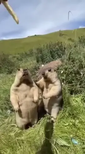 #lowqualitymemes #greenscreen #memes #dailylaughs #fyppppppppppppp #memestiktok #intrusivethoughts 