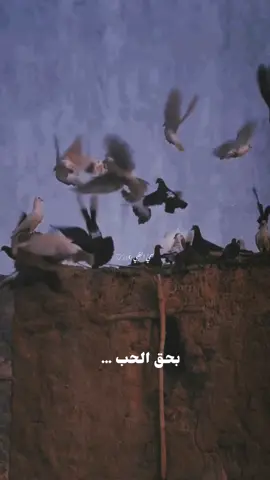 #بحق الحب سيري ياحمامة#تصميمي #إكسبلوررررررر_explore 