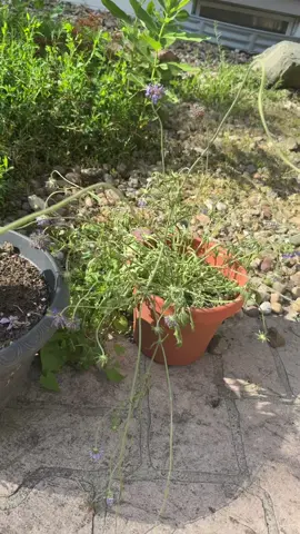 My sweet hunny bee flowers loving this heat #TikTokDiaries #DayInTheLife #GardenTherapy #BackyardBliss #PlantMomVibes #SoftGirlEra #GratefulHeart 