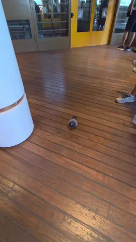 POV: Even the little pigeon had to get a close-up of the Eiffel Tower 🐦 Second floor views so good, everybody pulling up for the vibe. #EiffelTowerViews #ParisMagic #411onthego #TravelMoments #BirdsEyeView #411onthego #WanderlustVibes #fypシ  #PigeonApproved #effiletower #pigeon #pigeonsinparis 