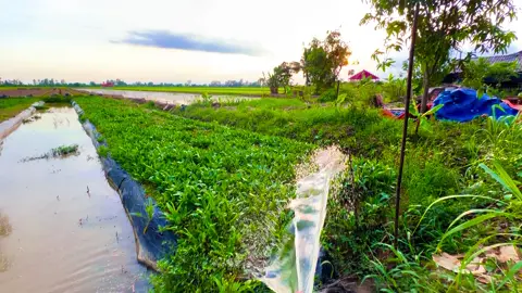 Phụ ba phụ má tưới rau nuôi cá #music #chill #nhachaymoingay #nhacnaychillphet #xuhuong #quehuongmientay #quehuong #binhyen #canhdepthiennhien 