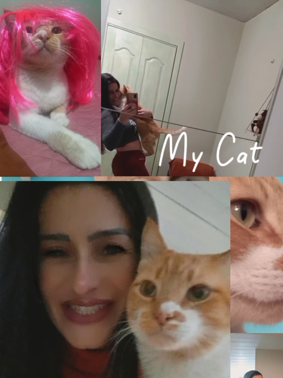 meu Amarelo mais lindo 🐱 #lovecats #cat #loveyou #gatos #tik_tok 