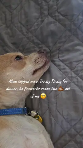 #trazzydazzy #fyp #chiweenie 