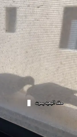 #كسبلور #الشعب_الصيني_ماله_حل #ميمز 