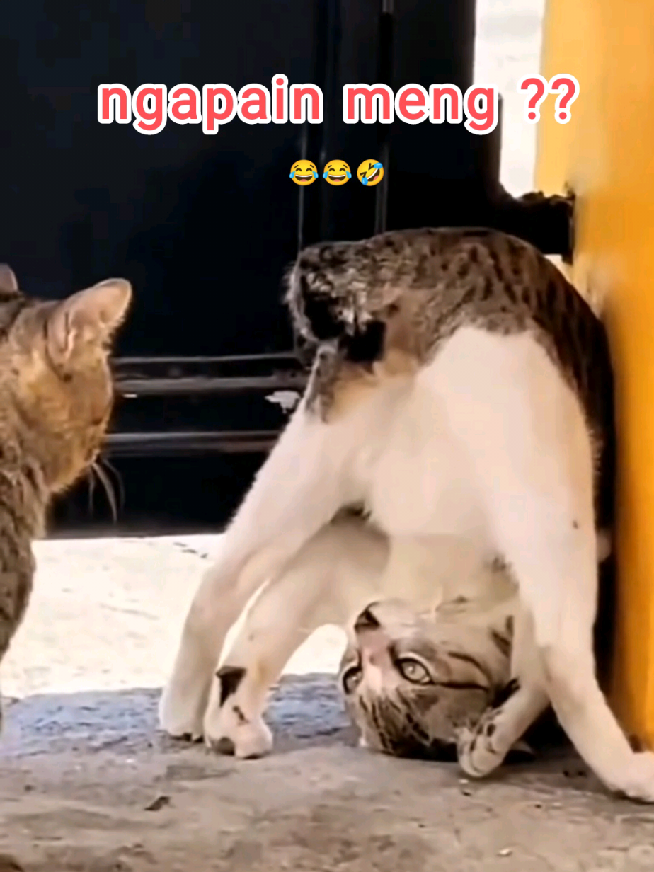 #kucinggemes #kucinglucu #kucinggemoy #Love #lovestory #cutecat #foryou #foryoupage #fypシ゚viral 