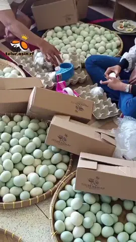 Langsung aja ni di order sekarang juga yuk harga terjangkau kualitas terbaru setiap harinya🤩🔥 #telurasinmasir #masukberanda #yangpastinyamasir #xyzbca 