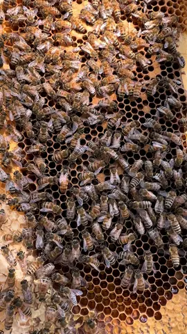 Queen bee and her retinue 🐝 #bees #bee #beekeeping #beekeeper #nature #insects #queenbee #insectsoftiktok 