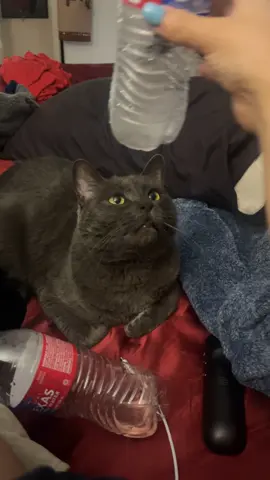 he’s a chill guy #sillycat #catsoftiktok 