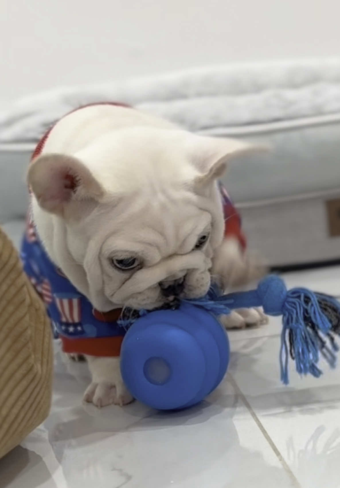 Happy 4th of July 🎇🇺🇸 #pibble #july4th #dogfashion #petfashion #dogaccessories #dogcollar #womenownedbusiness #frenchie #petinfluencer #dogmodel #babydog #newbornpibble #newbornanimals #babyanimal #puppydog #pibblesoftiktok #cutepets #POTATOPIBBLE #miamiregalblues 