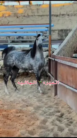 #السيره_الهلاليه #ابوزيدالهلالي #اكسبلورexplore #قناوي_وافتخر 