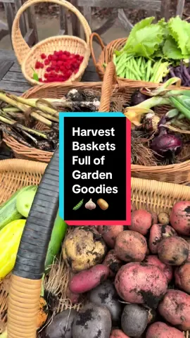 This HUGE 4 basket #harvest includes potatoes, garlic, onions, peppers, squash, zucchini, wineberries, raspberries, bush beans, and lettuce from my #backyardgarden This #harvesttime was from a few days ago so I’m curious if my upcoming #gardenharvest will be just as big! #growyourownfood 