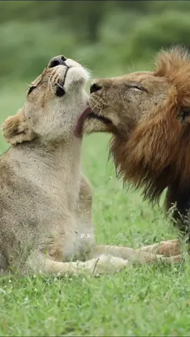 Beautiful animals #lion #animals #nature #foryoupage #fyp 