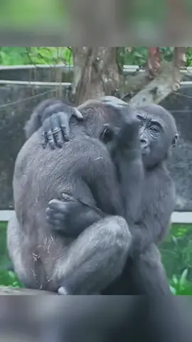 Ringo Loves Hugging His Brother Jabali!🤪😆❤️ #mypet #gorilla #pet #fyp #fypシ #foryoupage #foryou 