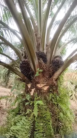 siapa yang tidak semangat kalau buah sawit nya seperti ini semua kawan,,,#petanimuda #kecambahsawitunggul #sawitjambipunyacerita #sawitontiktok #bosmuda #sawit #sawitjambi #pemanensawit 