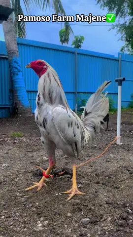 #pamoso_farm_majene 