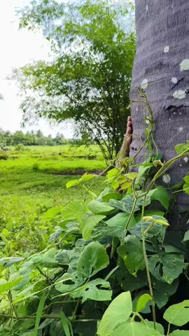 Nabulaga talaga ako sa Tae ng kalabaw  #mamaw #goodvibes #wowmali #millionviews #jokes #viral #patawa 