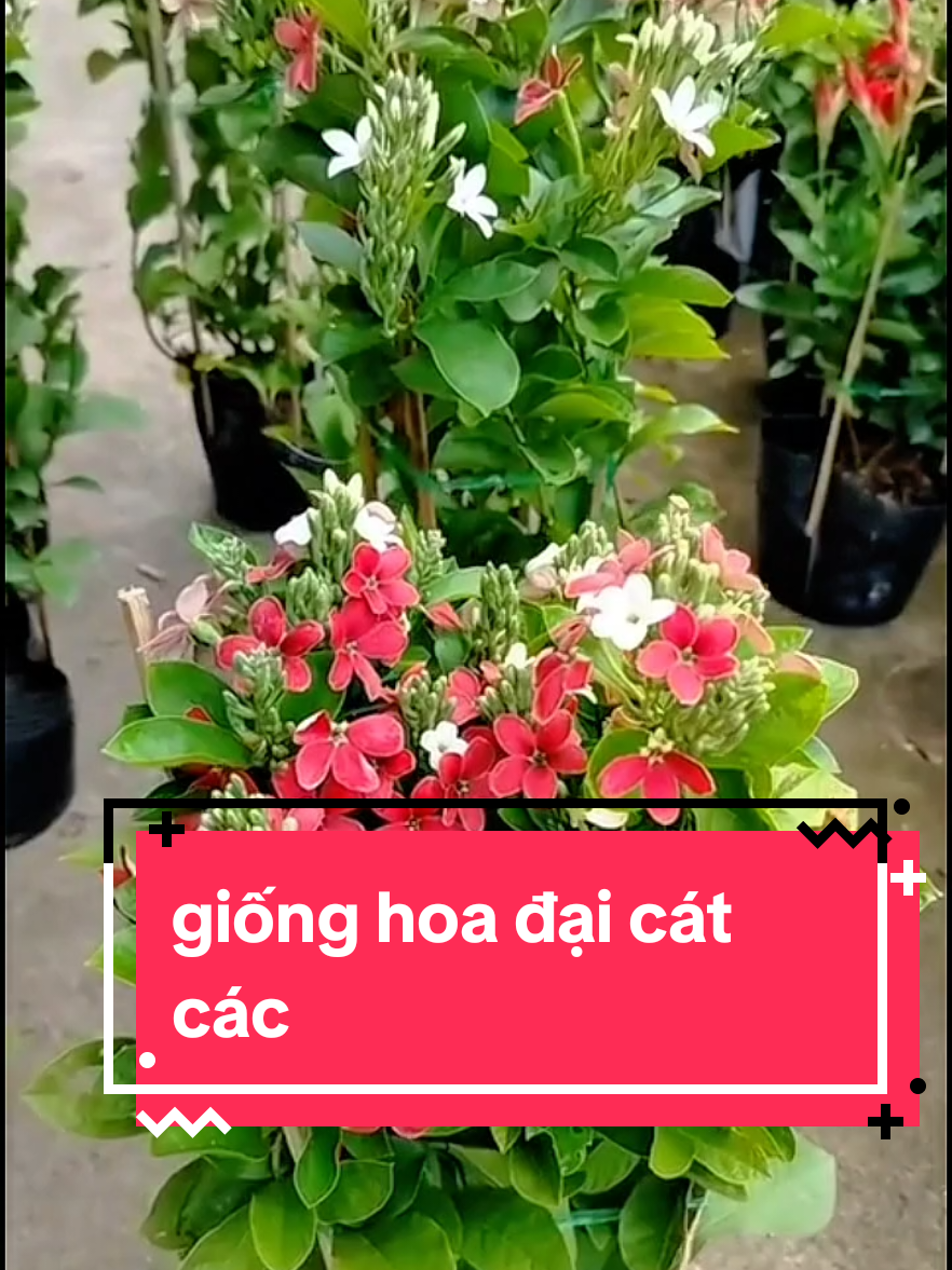 giống hoa đại cát các #gionghoadaicat #hoadaicat #gionghoadep #hoadep #thinhhanh #xuhuong 