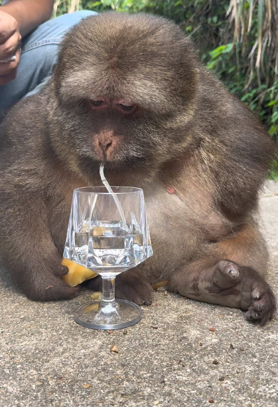 She can drink through a straw. #monkey #monkey #xingxing #cute #lovely 