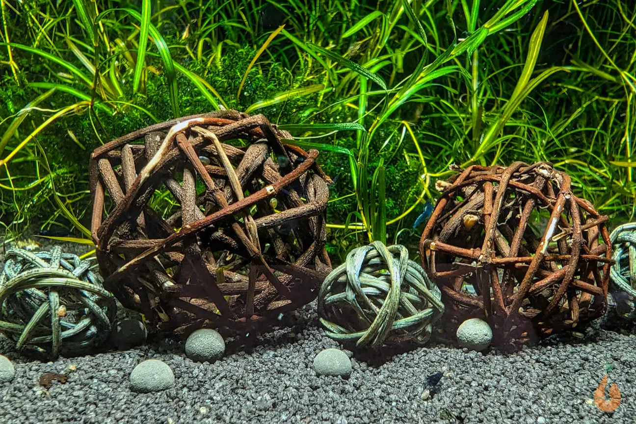 - Toller Blickfang - Natürliche Deko im Garnelenbecken - Auch für das Terrarium geeignet - Zum Aufbinden oder einfachem Einstecken von Pflanzen / Moosen - Versteck für Garnelen + Schnecken + Zwergflusskrebse + Babyfische Garnelen Spielbälle, auch Natur Shrimp Shelter genannt: Ein Muss für Ihr Aquarium :)  Aquarienliebhaber wissen, wie wichtig es ist, eine ansprechende und zugleich natürliche Umgebung für ihre Lieblinge zu schaffen. Garnelenspielbälle bieten nicht nur ästhetische Vorteile, sondern auch wichtige Versteckmöglichkeiten und Klettermöglichkeiten für Zwerggarnelen und andere Wirbellose, wie Aquariumschnecken / Schnecken, Zwergflusskrebse und weitere. Diese sind aus natürlichem geflochtenen Weidenholz gefertigt. Des Weiteren bieten diese Natural Shrimp Shelter Garnelen und anderen Wirbellosen verschiedene Vorteile: Versteckmöglichkeit: Die kleinen Zwischenräume und Löcher in den Bällen bieten ihnen sichere Rückzugsorte, die besonders während den Häutungsphasen wichtig sind. Nahrungsquelle: Die Oberfläche der Bälle wird schnell von Aufwuchs, wie Bakterien und Algen besiedelt, die Garnelen als Nahrung dienen. Kletterspaß: Wirbellose lieben es, die Bälle zu erkunden und daran hochzuklettern, was ihr natürliches Verhalten fördert. Es gibt verschiedene Größen und Sets, sodass Sie die für Ihr Garnelenaquarium / Aquarium / Aquascape / Naturaquarium passende Ausführung wählen können. --- Diese Bewohner leben in meiner Aquarium Zuchtanlage: Zwerggarnelen / Garnelen, Aquariumschnecken / Wasserschnecken, Krebse, Krabben, Wasserpflanzen, Moose uvm. 🦐🌿 Aqua Birne Shop: Aqua - Birne . de 🐌🦞 Folge mir gerne für mehr! Aquaristische Grüße Daniel Birnbaum, die Aqua Birne 🍐🤠👍 . . . #Aquarium #aquariumhobby #garnelen #garnelenaquarium #garnelenbecken #nanocube #nanoaquarium #neocaridina #caridina #aquascaping #garnelenzucht #zwerggarnelen #aquaristik #fische