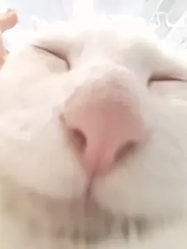 #猫 
