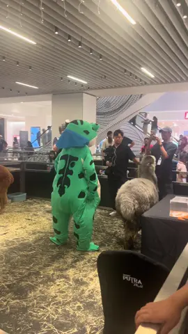 katak - 0 alpaca - 1 #fyp #katak #malaysiacore #alpaca 