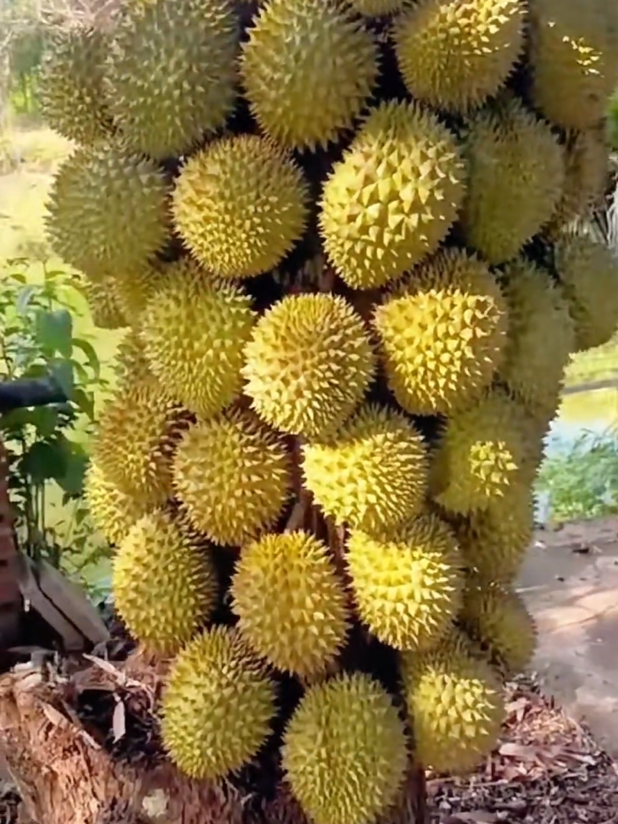 Buah lebat, isi tebal, BAU pun padu! Semua sebab baja KHAS durian ni! #bajakhasdurian #bajadurian #baja #bajaviral #fyp 