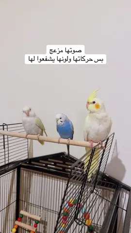 #طيور_الزينة #زوجين #أصدقاء #كروان #كوكتيل #مساء_الخير #طيور #بادجي #الروز 