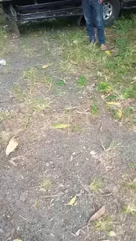 #fyp  jebule dualik gawe lagu kuwe kak😂😂😂