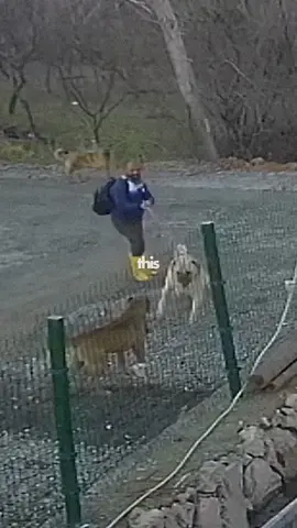 Kangal Charges On a Pitbull! 🤯 #KangalDog #Pitbull #DogCharge #AnimalEncounter #DogTok #TikTokUSA #TikTokUK #ViralPets #FYPシ #DogVideos #DogFightClip #AnimalReaction #DogLovers #ViralShorts #PetDrama #DogTraining #PowerfulDogs #DogLife #PetTok #TrendingNow
