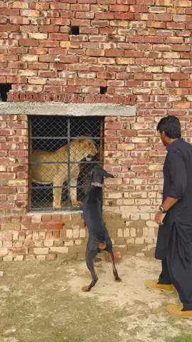 Dog vs lion😱#lion #lionhub #unfreezemyacount #tiktokpakistan #viral #wildlife #fyp #🦁 
